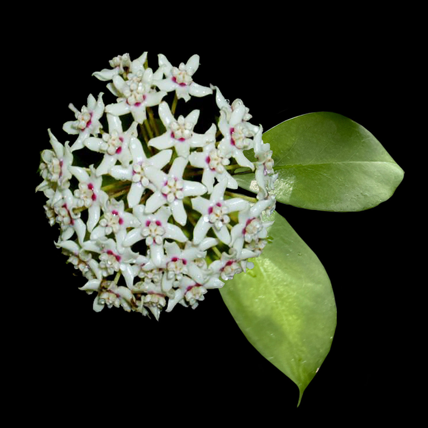 Hoya australis H019 with white flowers and green foliage