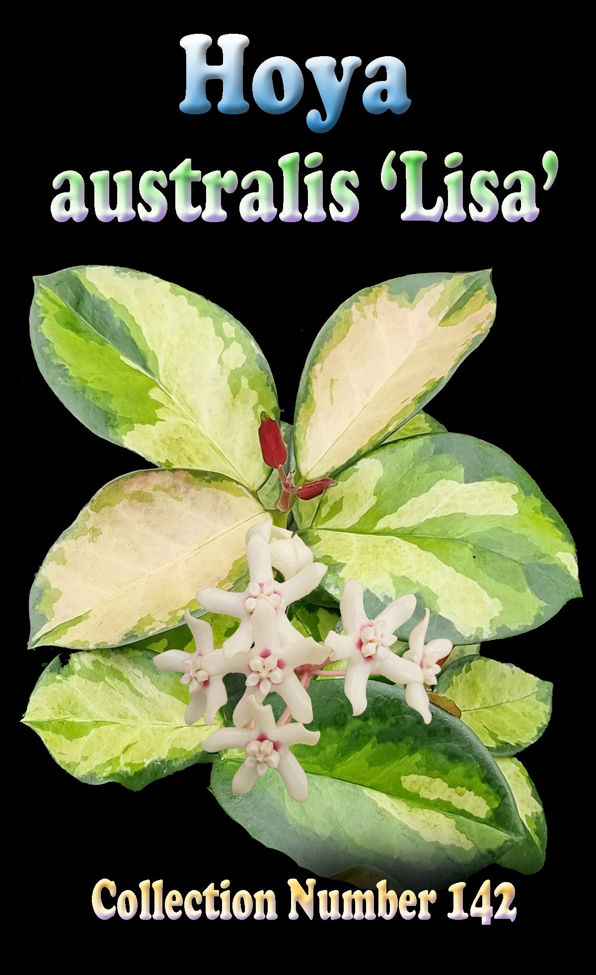 Hoya australis Lisa H142 showing cream green variegated foliage
