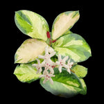 Hoya australis Lisa H142 with variegated leaves and white flowers