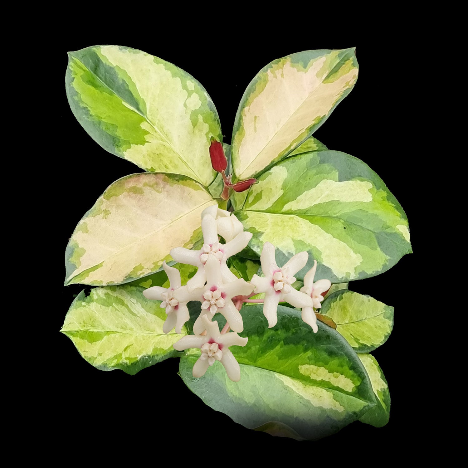Hoya australis Lisa H142 with variegated leaves and white flowers