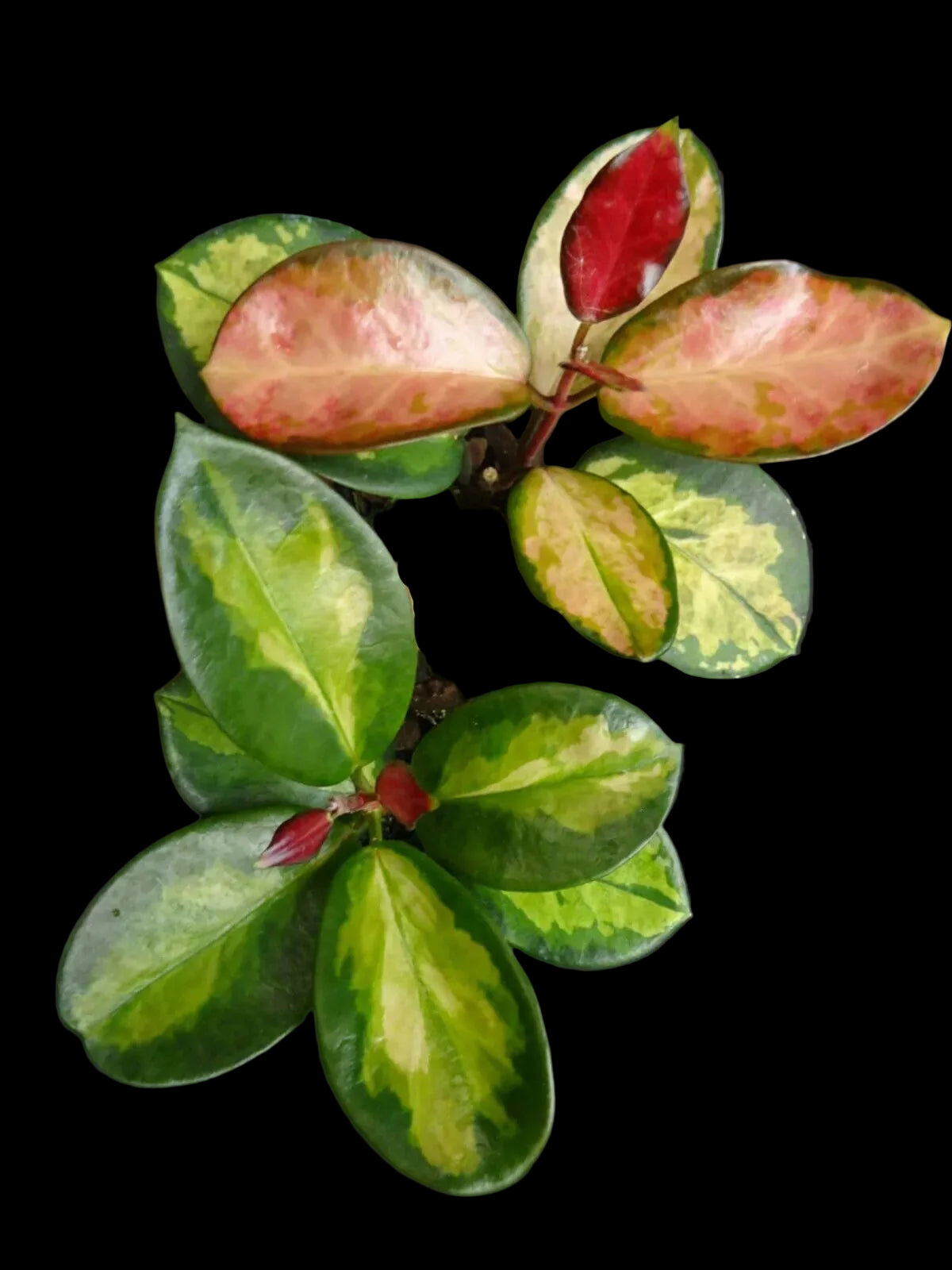 Hoya australis Lisa H142 showing green cream and pink leaves