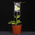 Hoya australis ‘Outside Variegated’ H240 potted plant with cream-edged green foliage