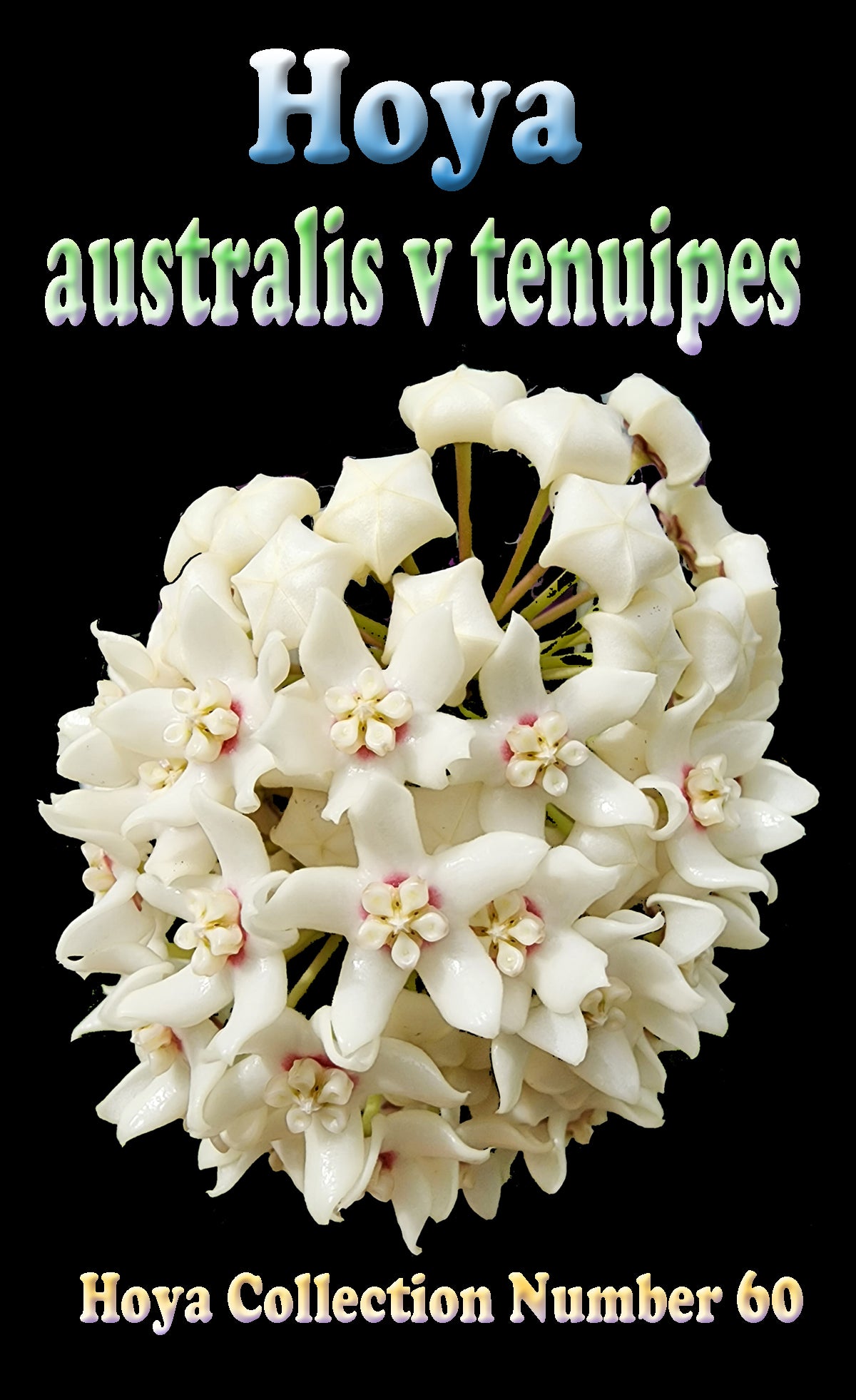 Hoya australis ssp. tenuipes H060 showing rounded cream flower cluster