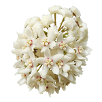 Hoya australis ssp. tenuipes H060 with cream white flower cluster