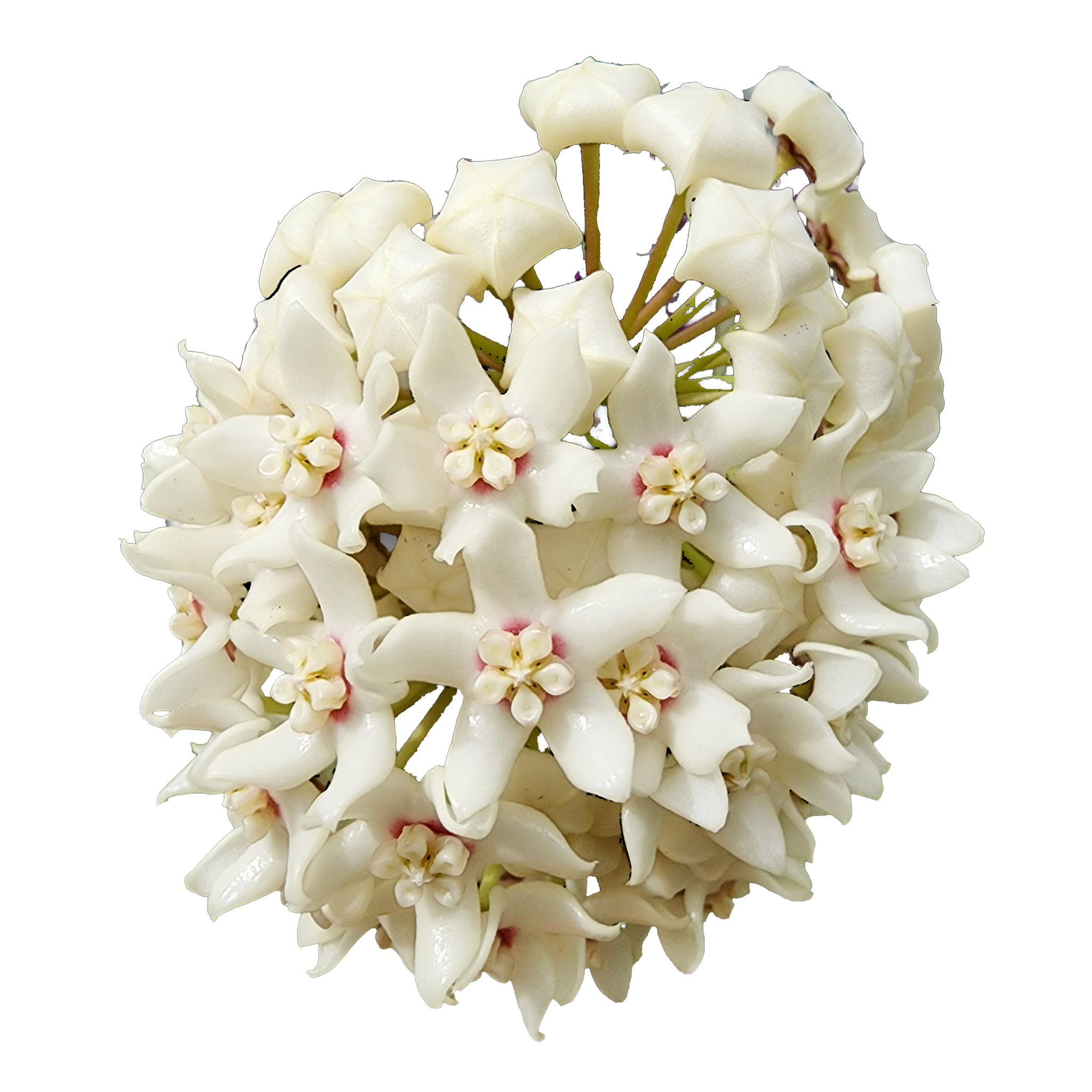 Hoya australis ssp. tenuipes H060 with cream white flower cluster