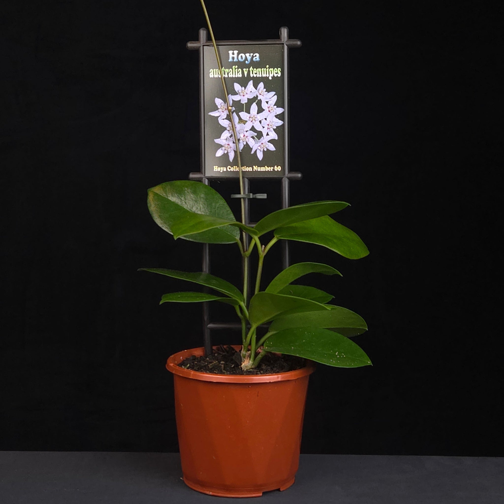 Hoya australis ssp. tenuipes H060 growing in nursery pot