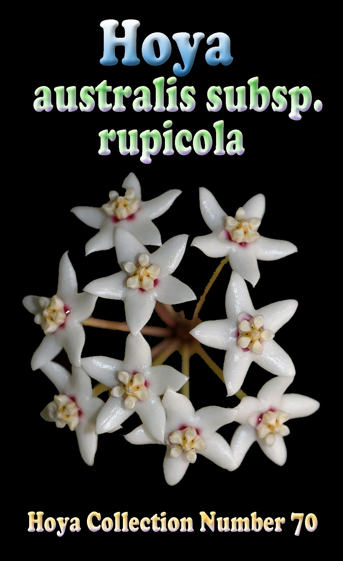 Hoya australis subsp. rupicola H070 flower feature image