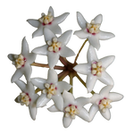 Hoya australis subsp. rupicola H070 white star-shaped flowers with pink centres