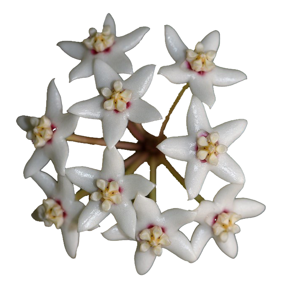 Hoya australis subsp. rupicola H070 white star-shaped flowers with pink centres
