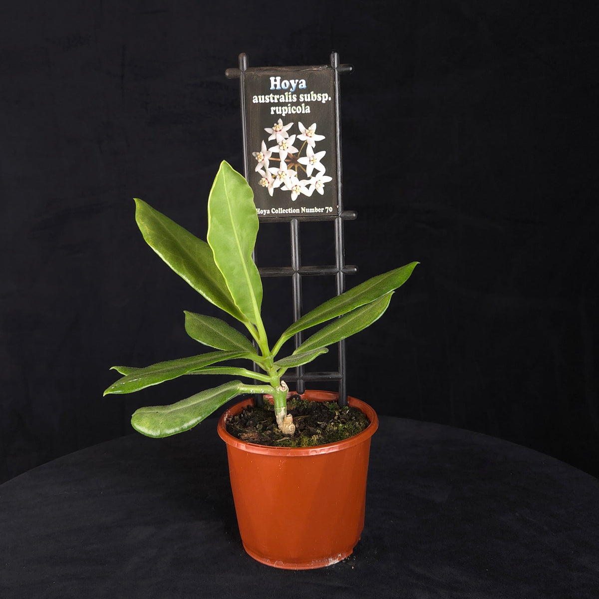 Hoya australis subsp. rupicola H070 potted plant with green foliage