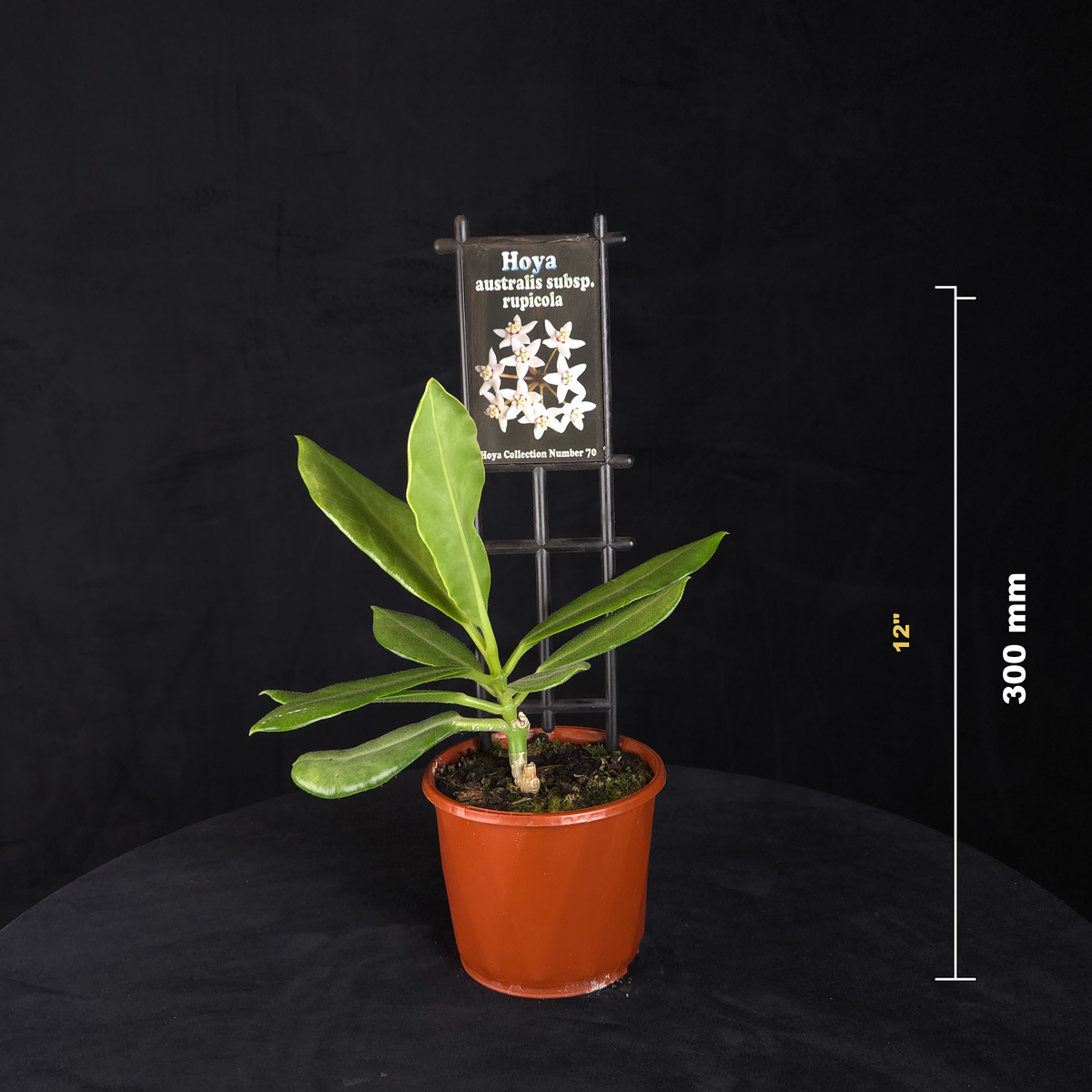Hoya australis subsp. rupicola H070 potted plant shown with size reference