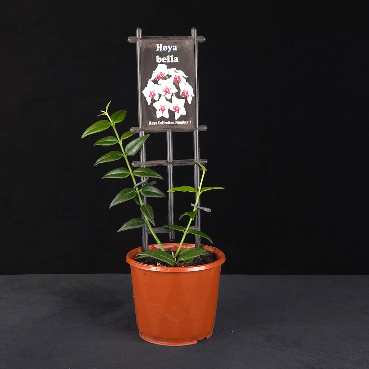 Hoya bella H001 potted plant with trailing green foliage