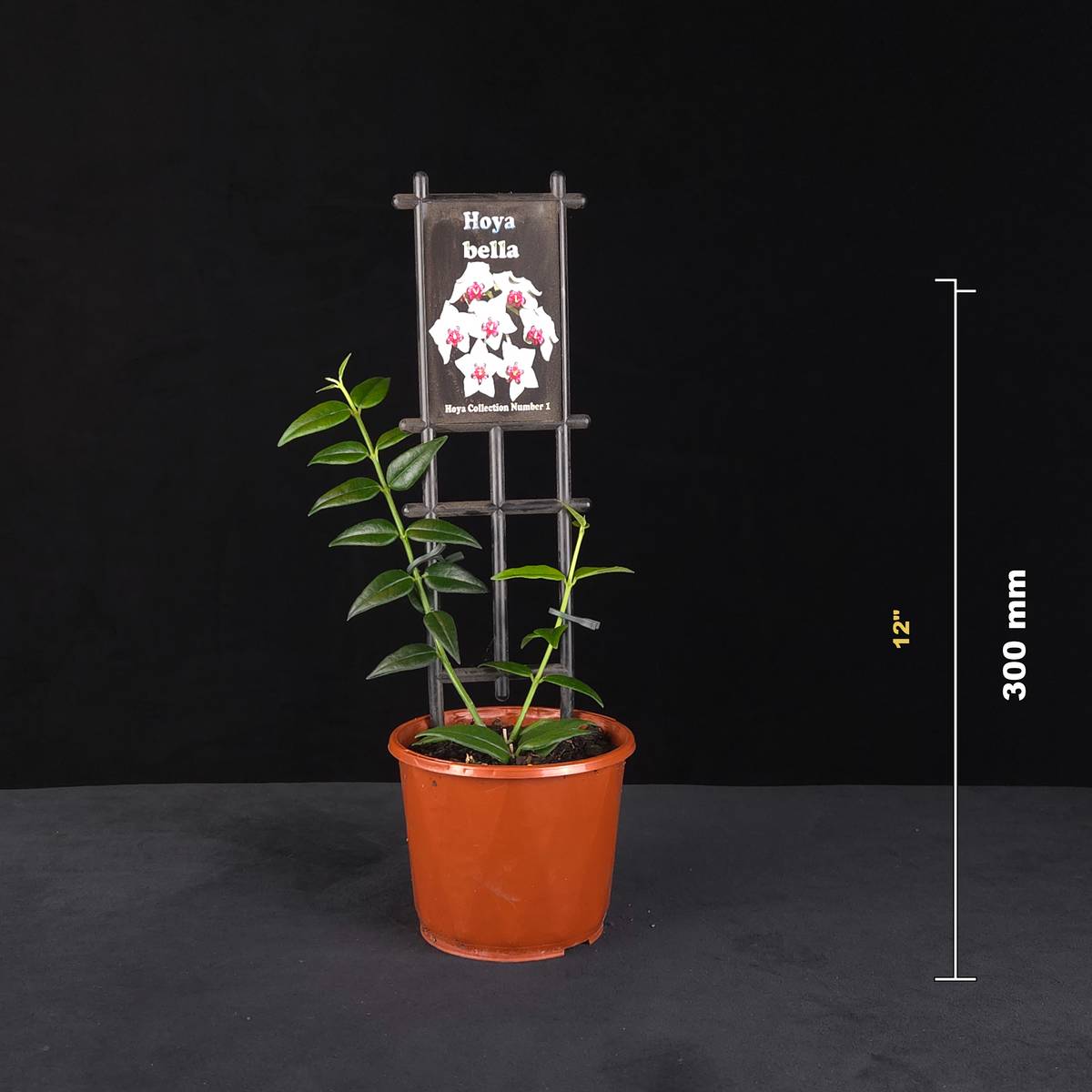 Hoya bella H001 potted plant shown with size reference