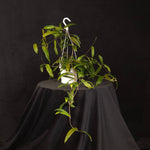 Hoya bordenii H088 large specimen plant with long vines in a hanging basket