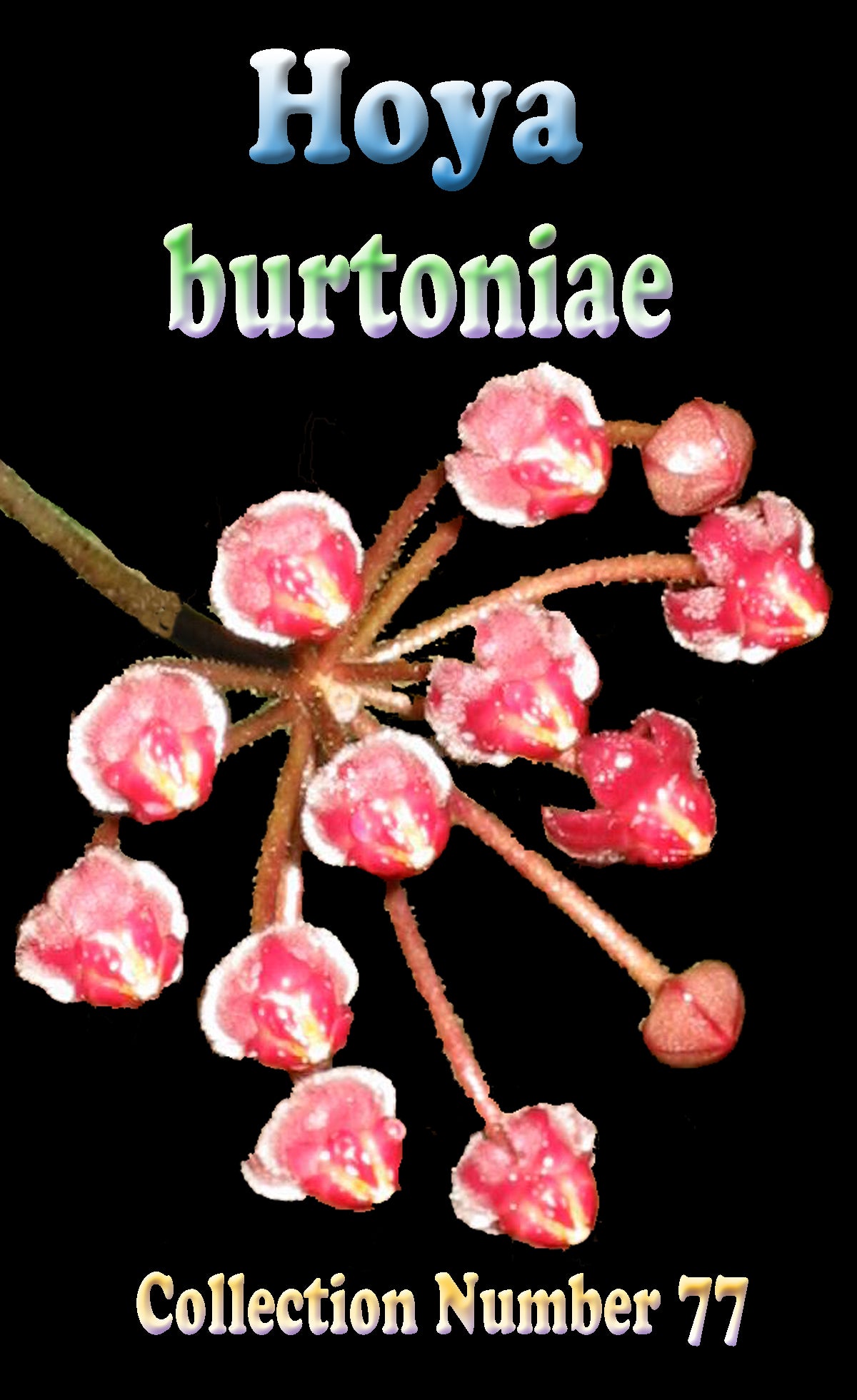 Hoya burtoniae H077 feature image showing pink flowers