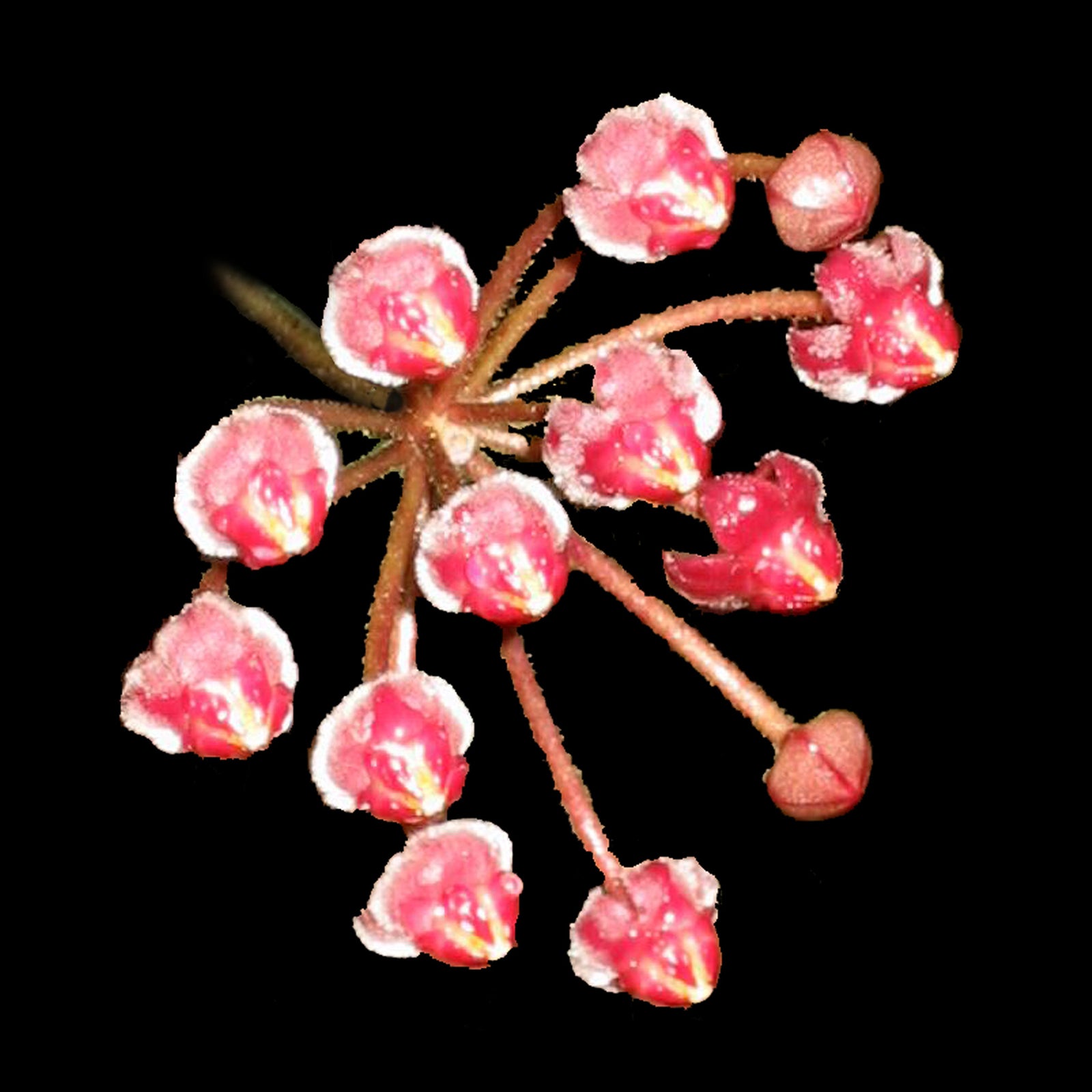 Hoya burtoniae H077 showing pink and red flower cluster