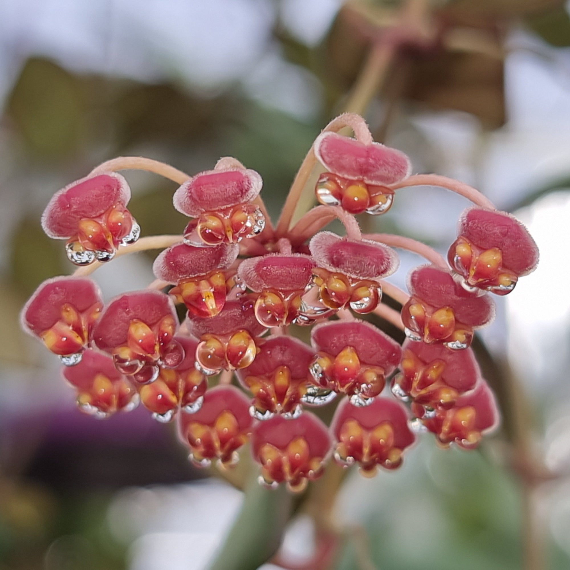 Hoya burtoniae H077 flower cluster with red and yellow centres