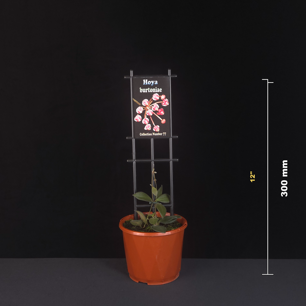 Hoya burtoniae H077 potted plant shown with size reference