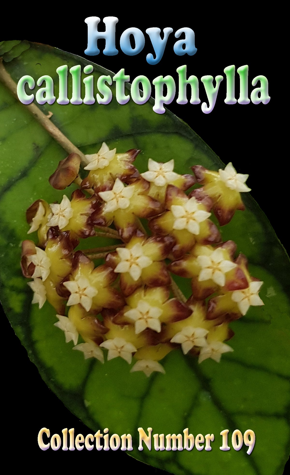 Hoya callistophylla H109 feature image showing a flower cluster and dark-veined foliage