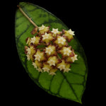 Hoya callistophylla H109 flower cluster against a green leaf with prominent dark veins