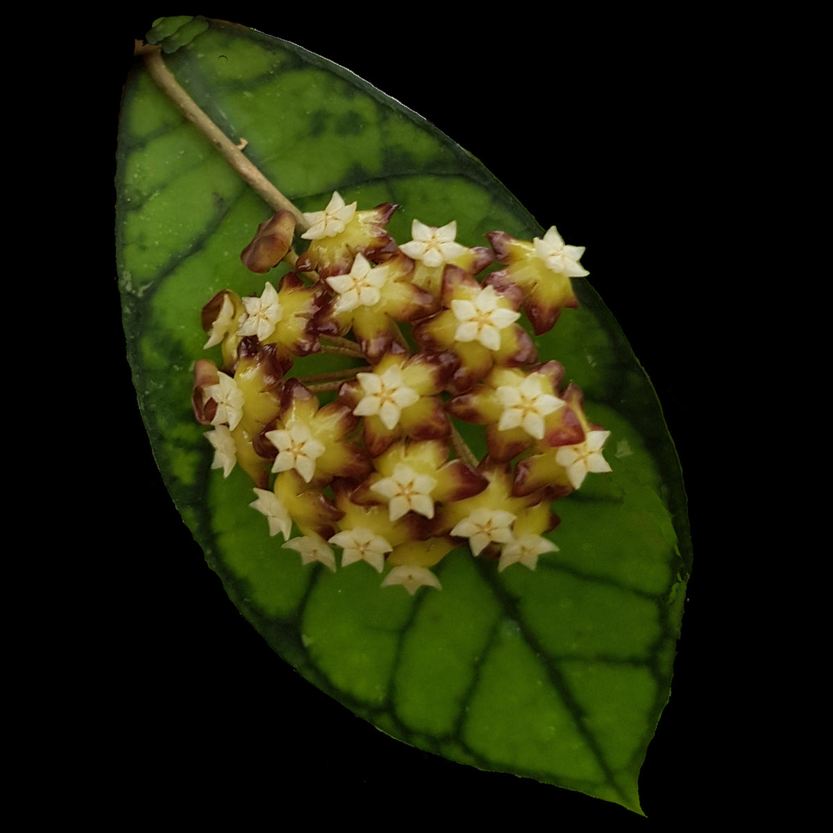 Hoya callistophylla H109 flower cluster against a green leaf with prominent dark veins