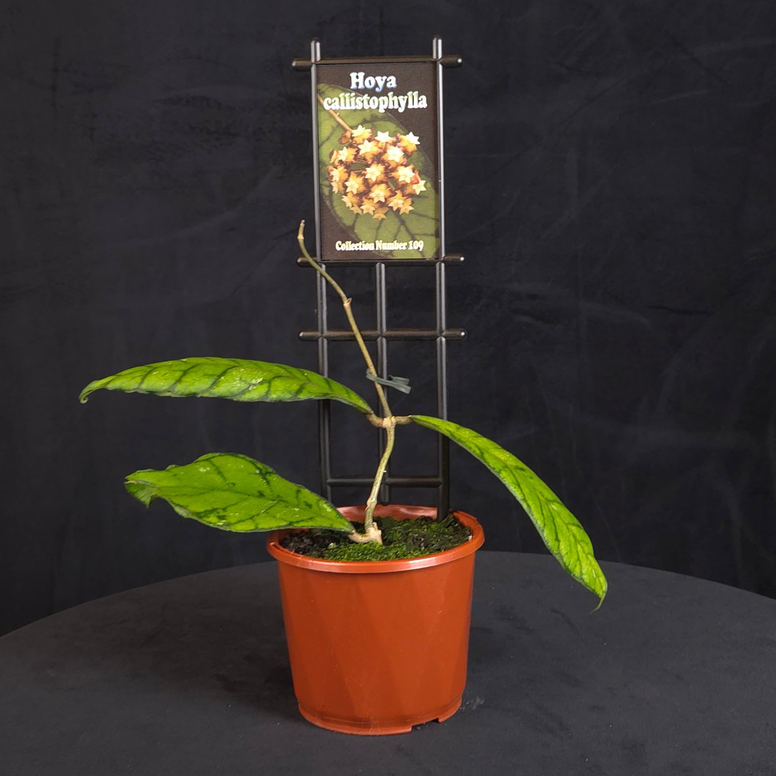 Hoya callistophylla - H109 – Collectors Online