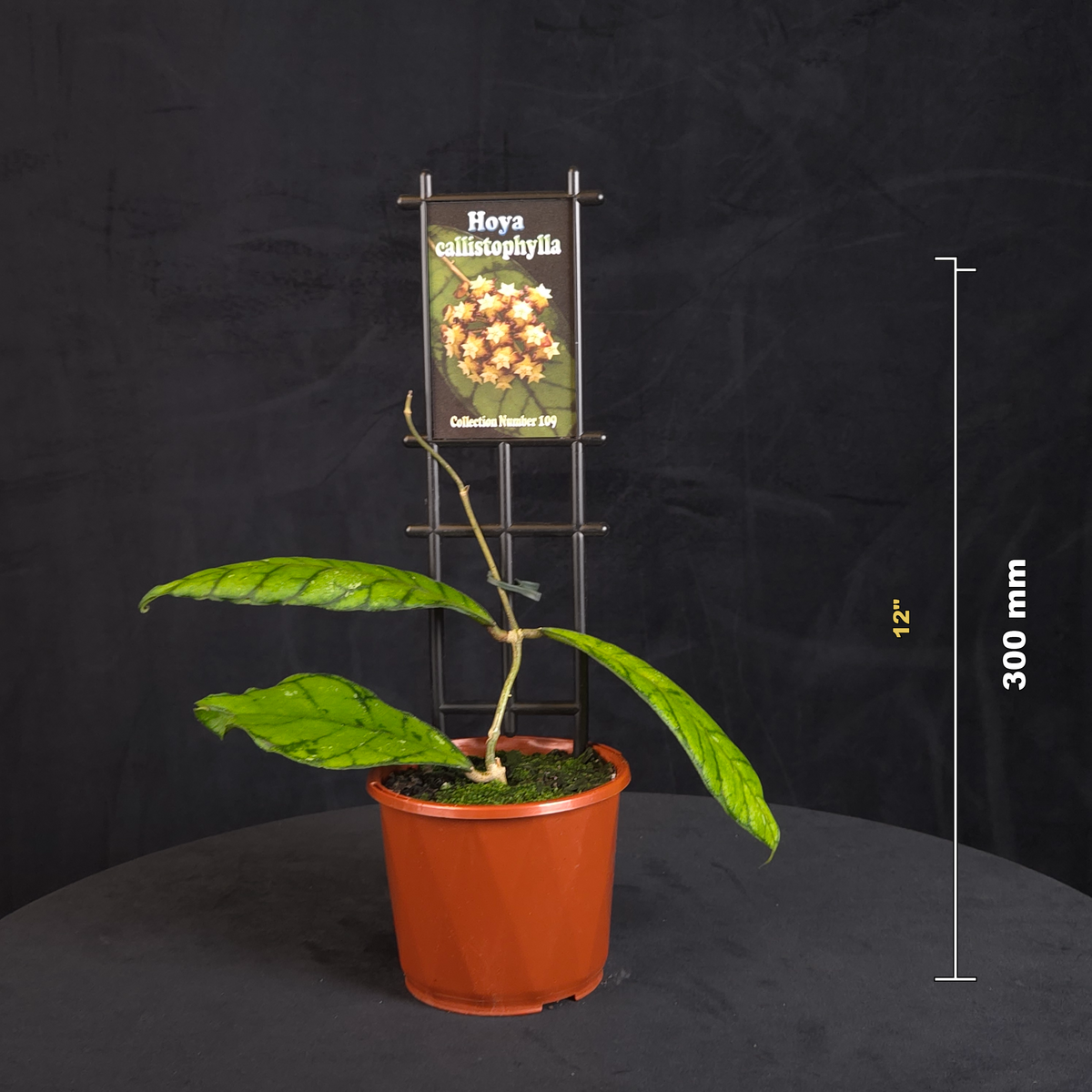 Hoya callistophylla H109 potted plant shown with size reference