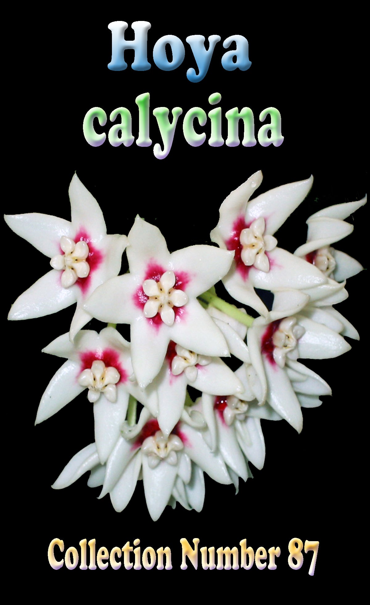 hoya calycina white star-shaped flowers with deep red centres