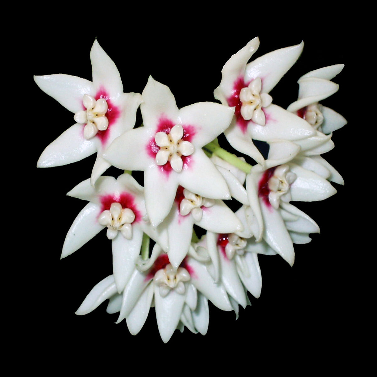 Hoya calycina H087 cluster of white flowers with pink centres