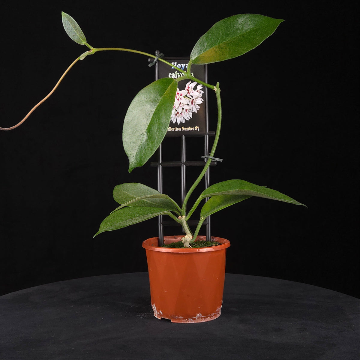 Hoya calycina H087 potted plant with climbing foliage against a black background