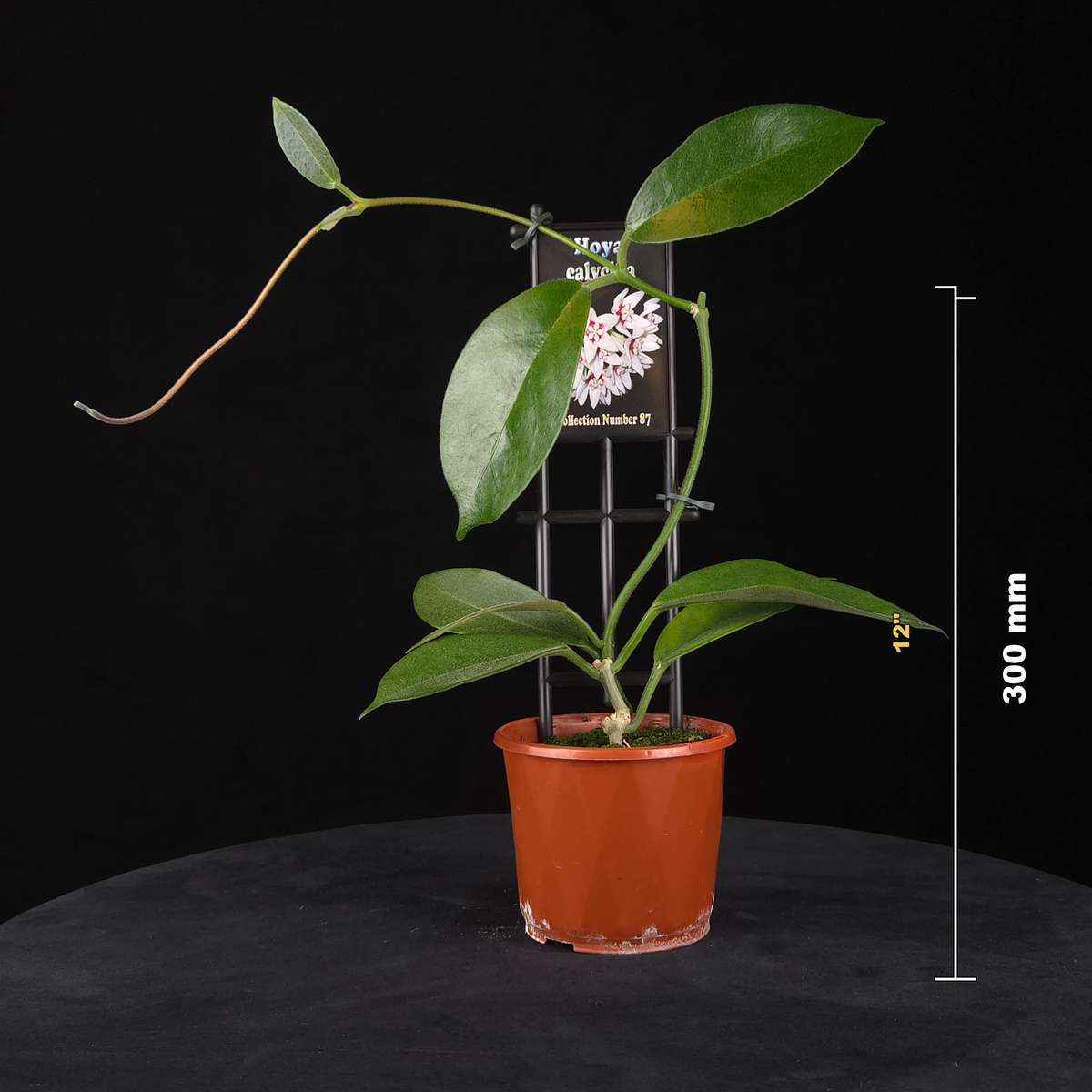 Hoya calycina H087 potted plant shown with size reference