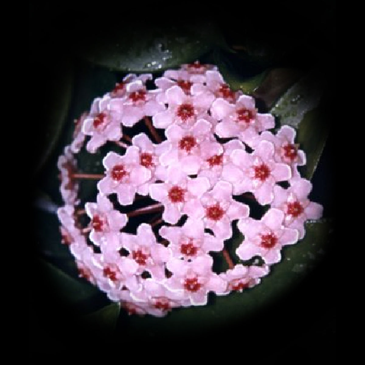 Hoya carnosa H012 pink flower cluster
