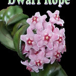 Hoya carnosa Indian Rope Dwarf Form H096 with pink flowers