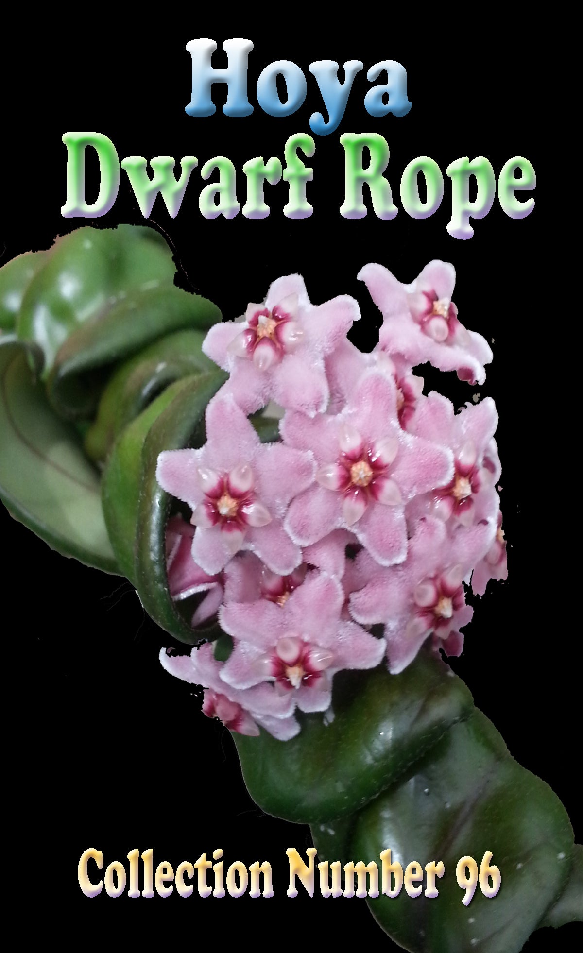 Hoya carnosa Indian Rope Dwarf Form H096 with pink flowers