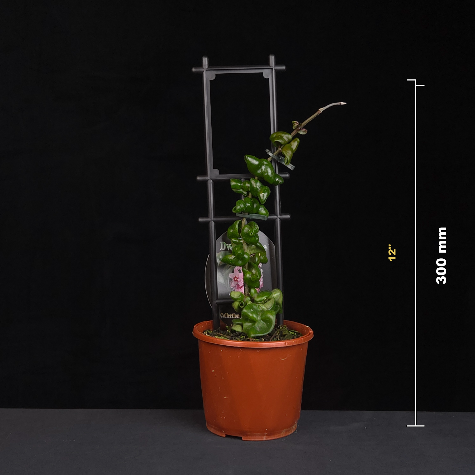 hoya-carnosa-indian-rope-dwarf-form-h096-size-guide