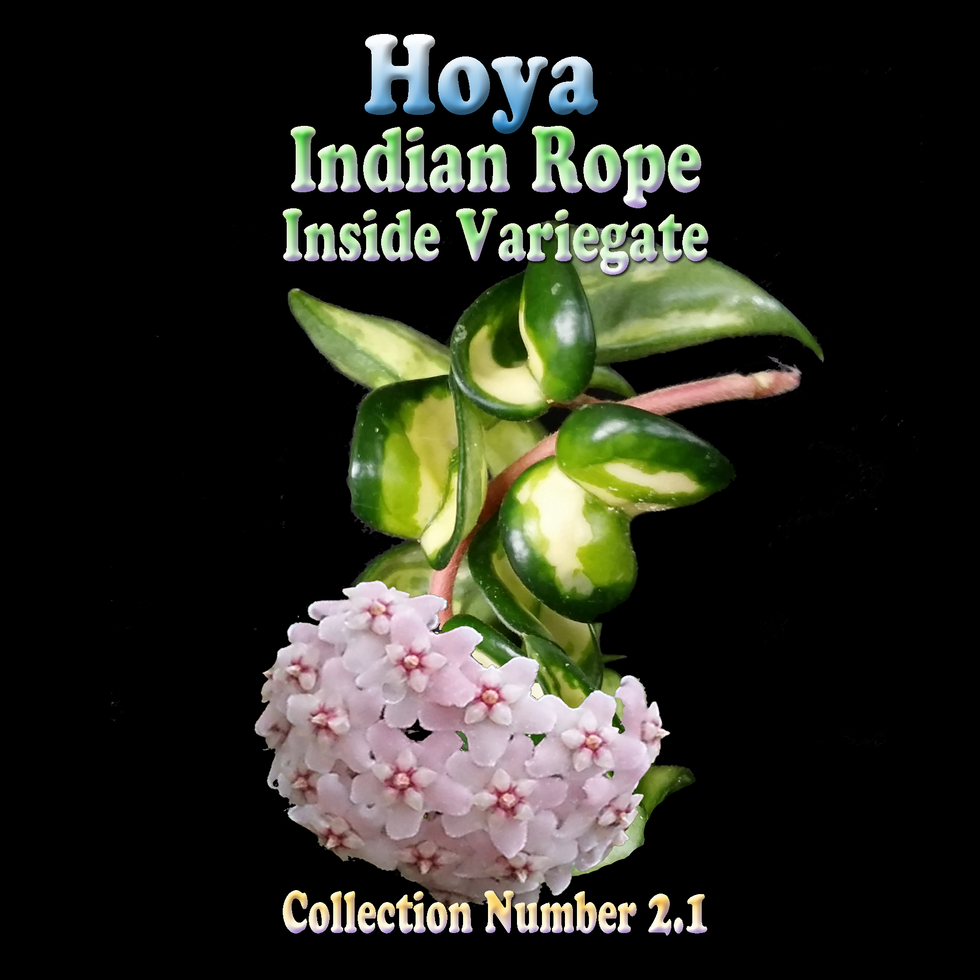 Hoya carnosa 'Indian Rope' Inside Variegate H02.1 feature image
