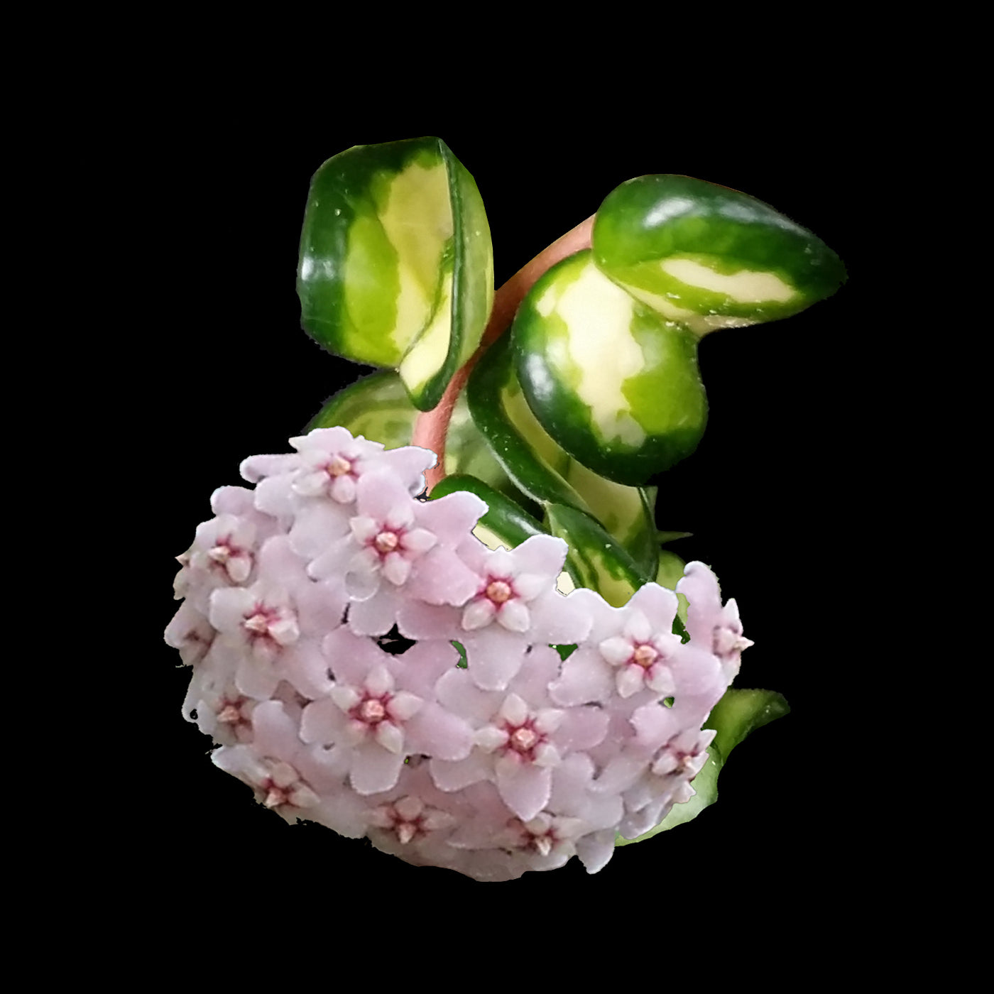 Hoya carnosa 'Indian Rope' Inside Variegate H02.1 with pink flowers