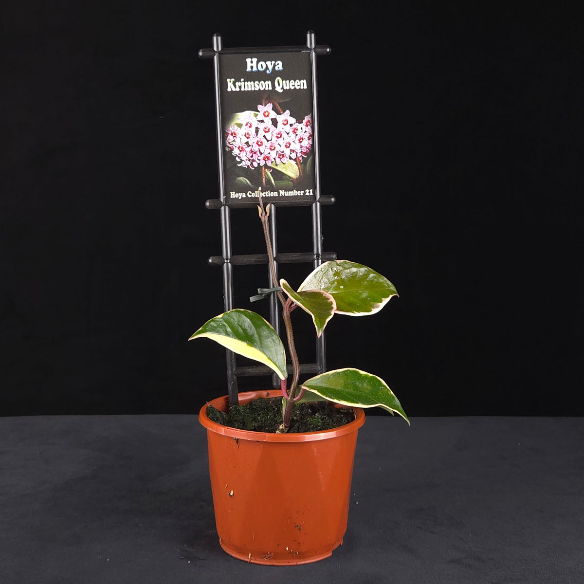 Hoya carnosa ‘Krimson Queen’ H021 potted plant with green and cream variegated foliage