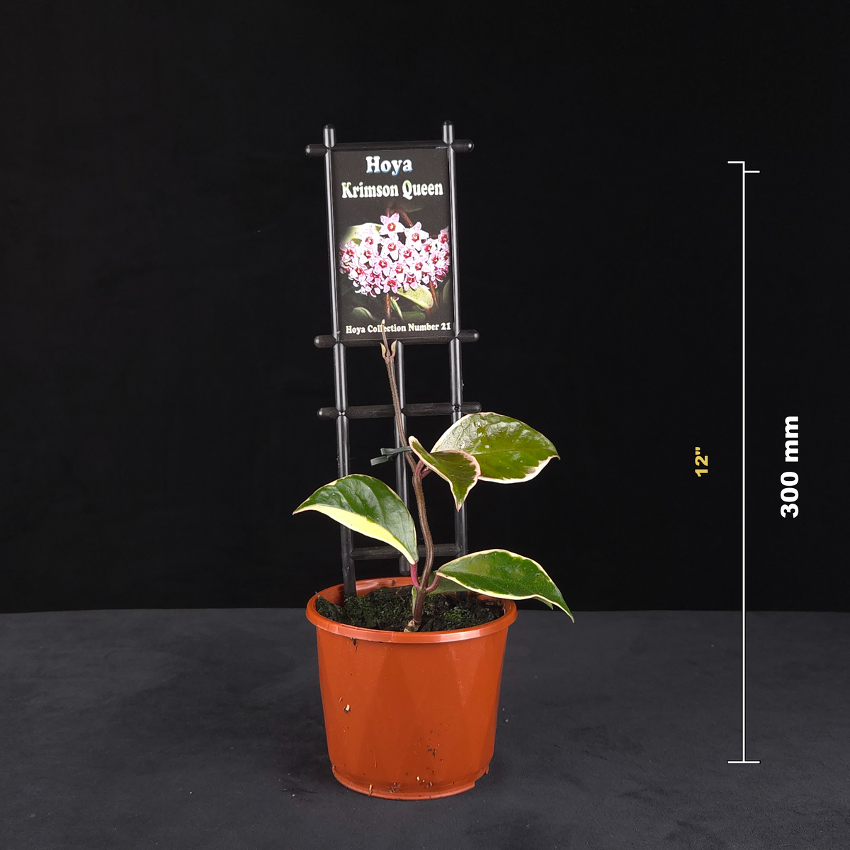 Hoya carnosa ‘Krimson Queen’ H021 potted plant shown with size reference