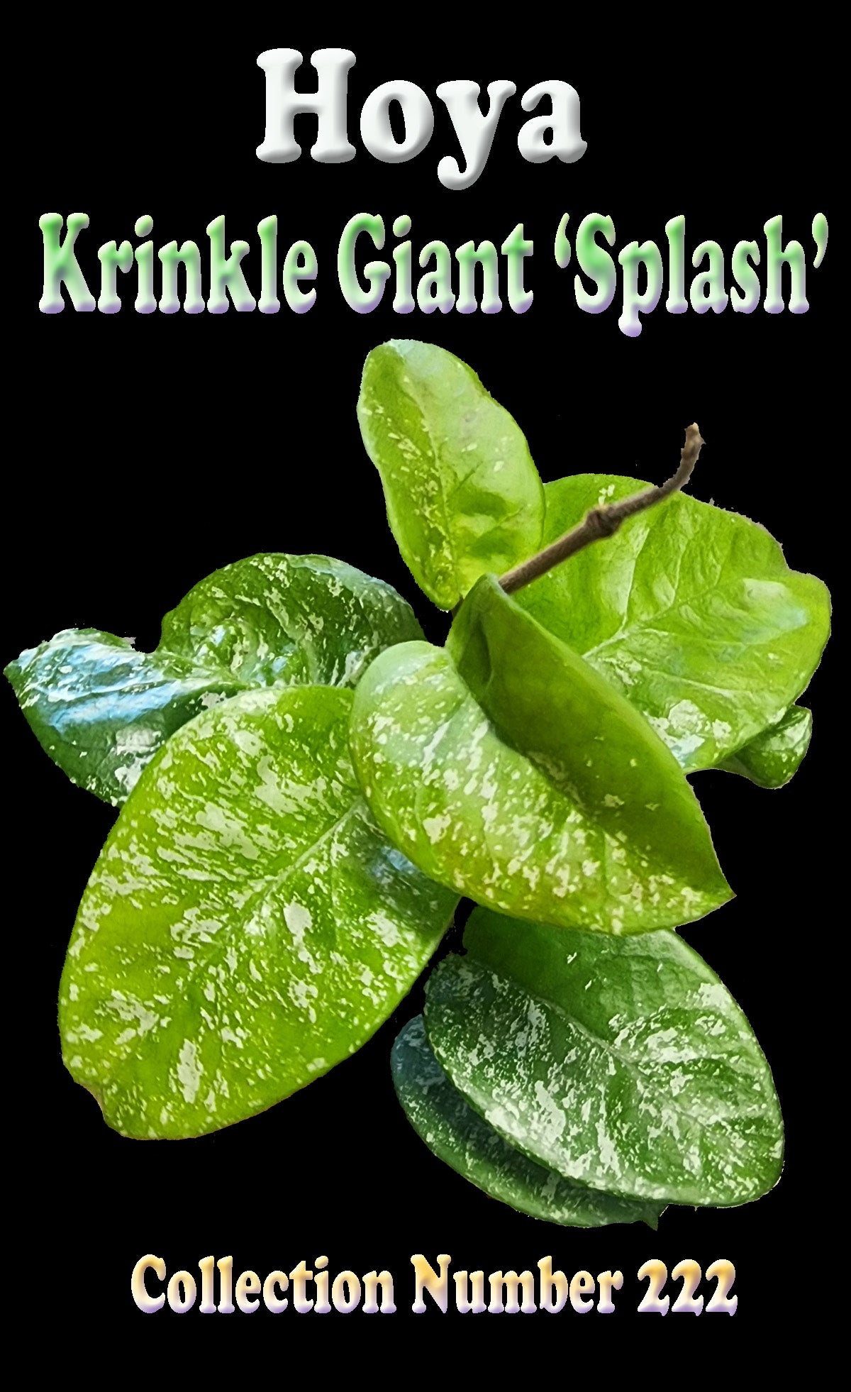 hoya-carnosa-krinkle-giant-splash-h222-feature-image