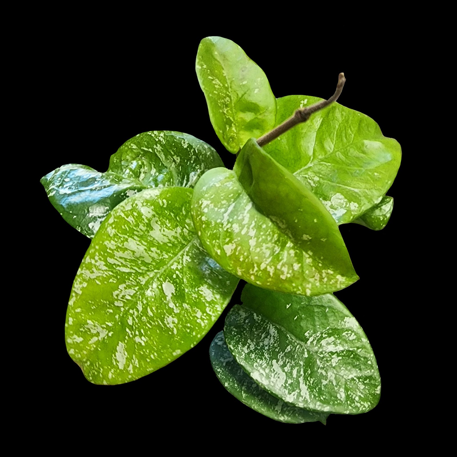 Large silver-splashed foliage of Hoya carnosa ‘Krinkle Giant Splash’ H222.