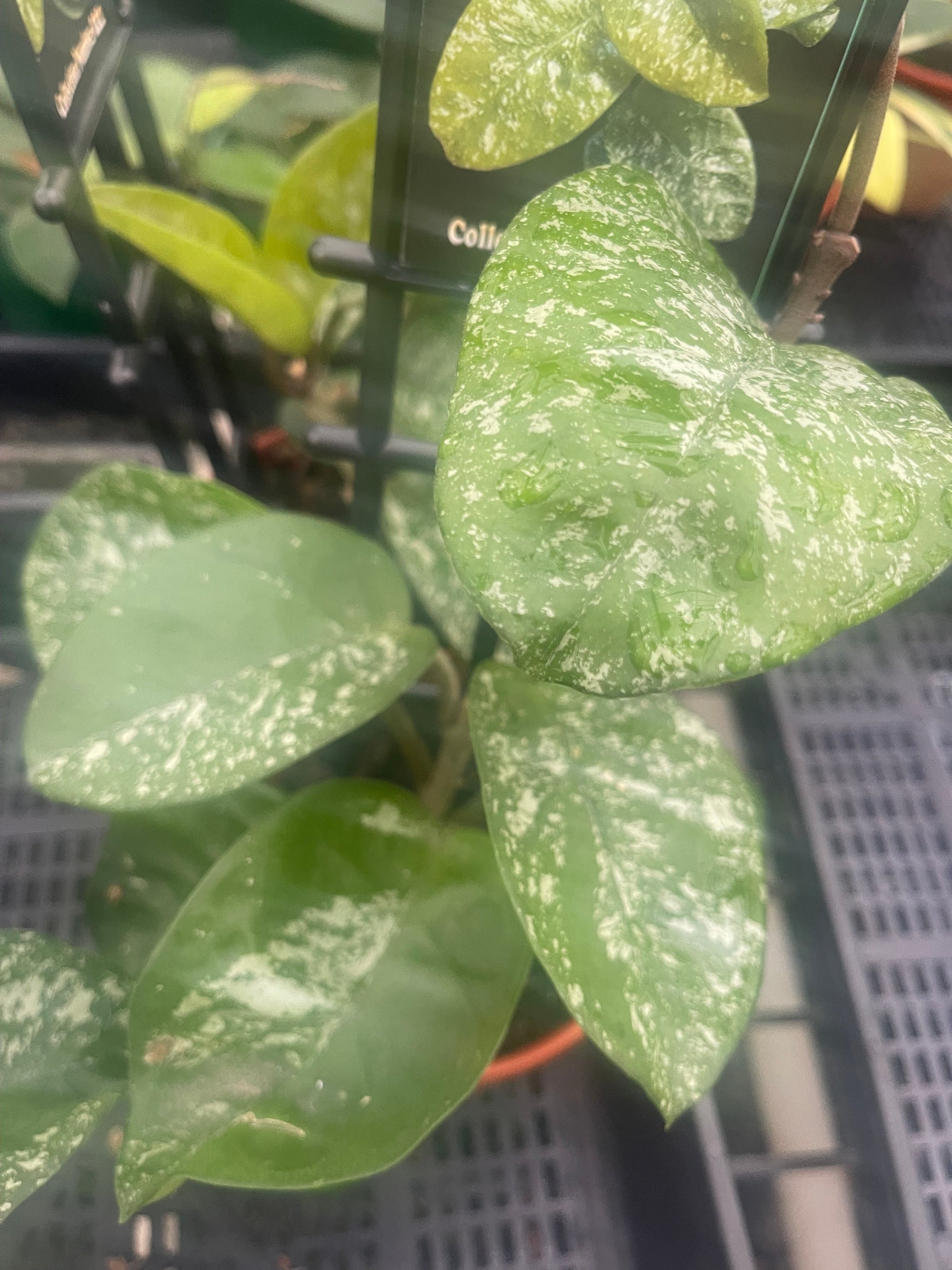 Hoya carnosa ‘Krinkle Giant Splash’ H222 nursery plant with broad green leaves and silver splash markings.