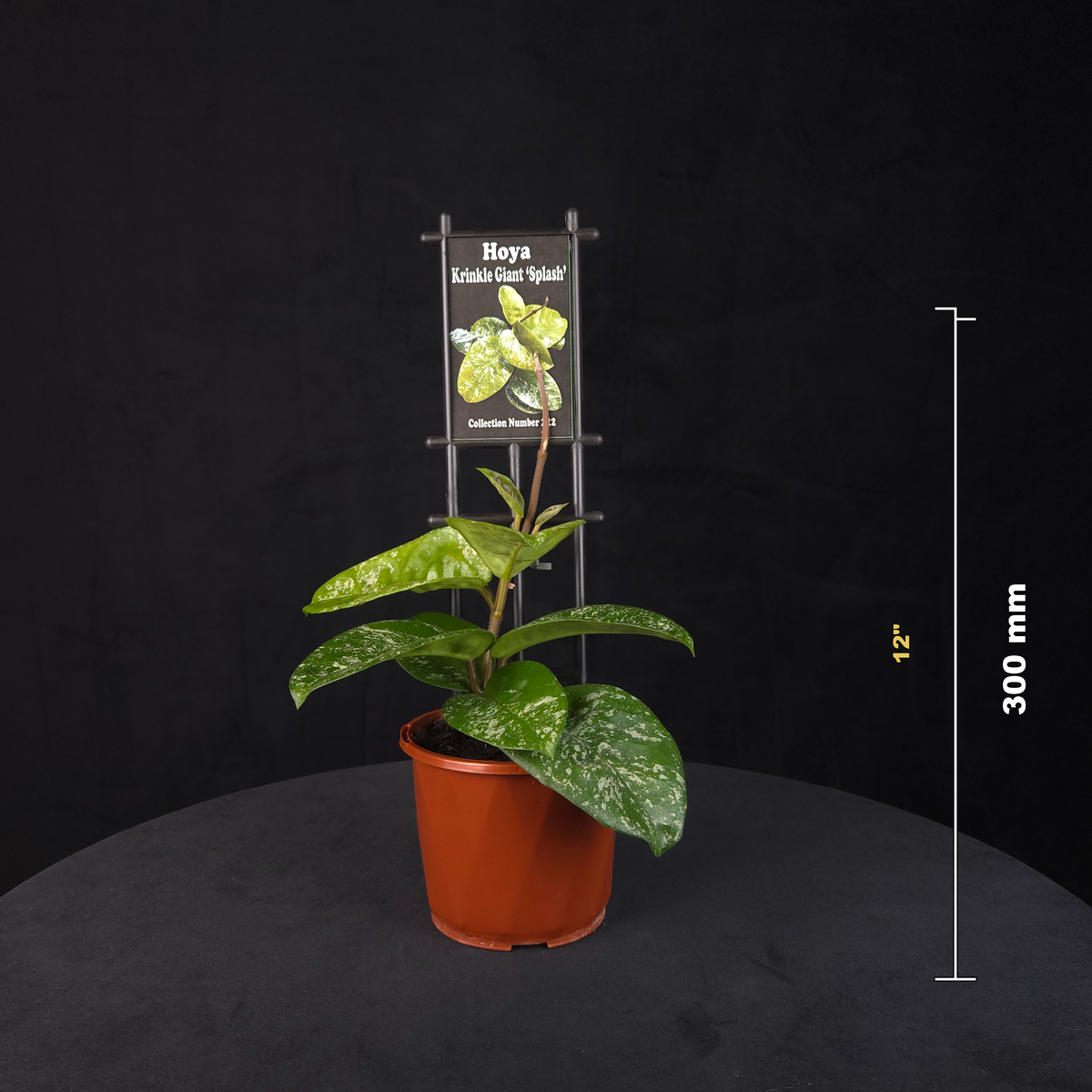 hoya-carnosa-krinkle-giant-splash-h222-size-reference