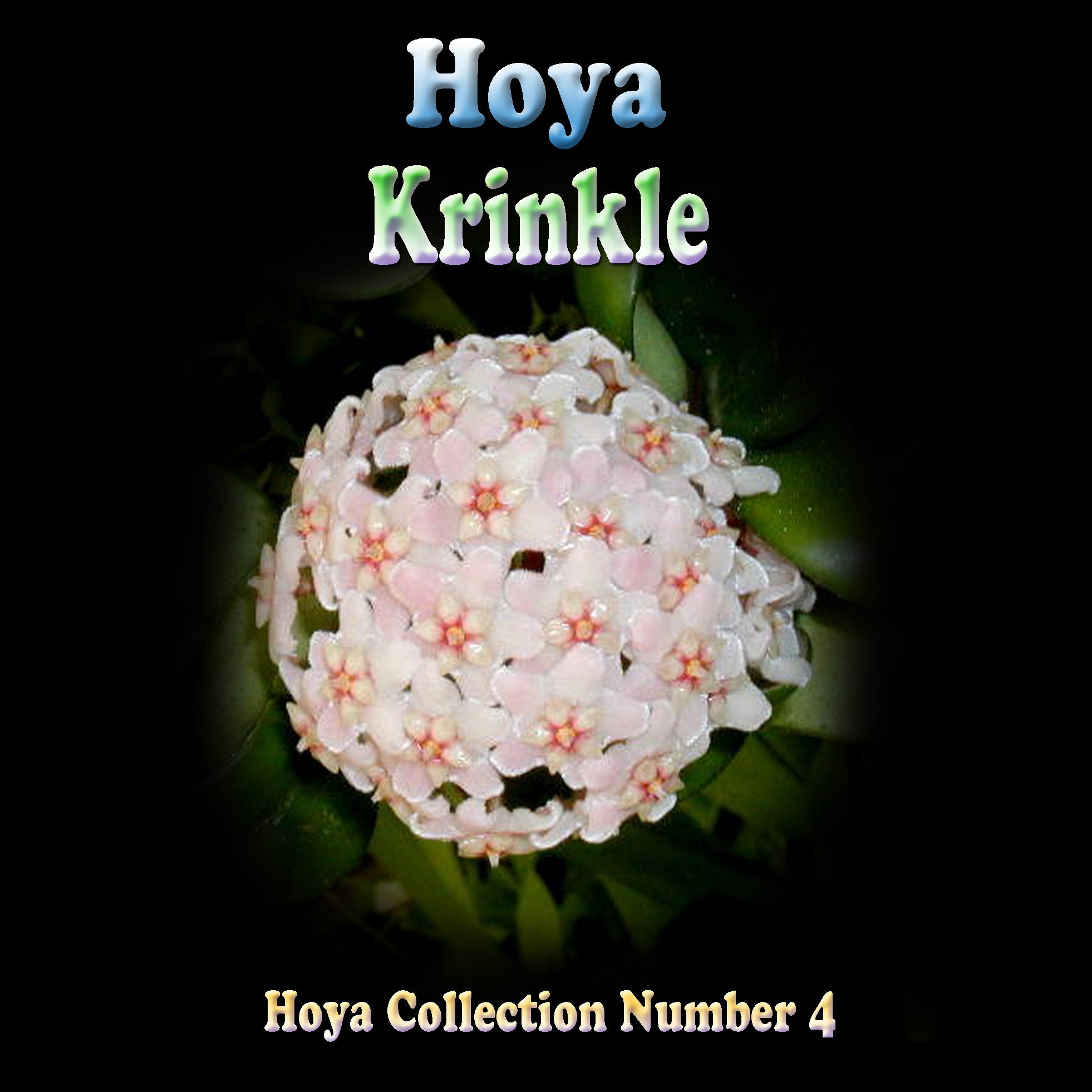Hoya carnosa Krinkle H004 showing foliage and flower cluster