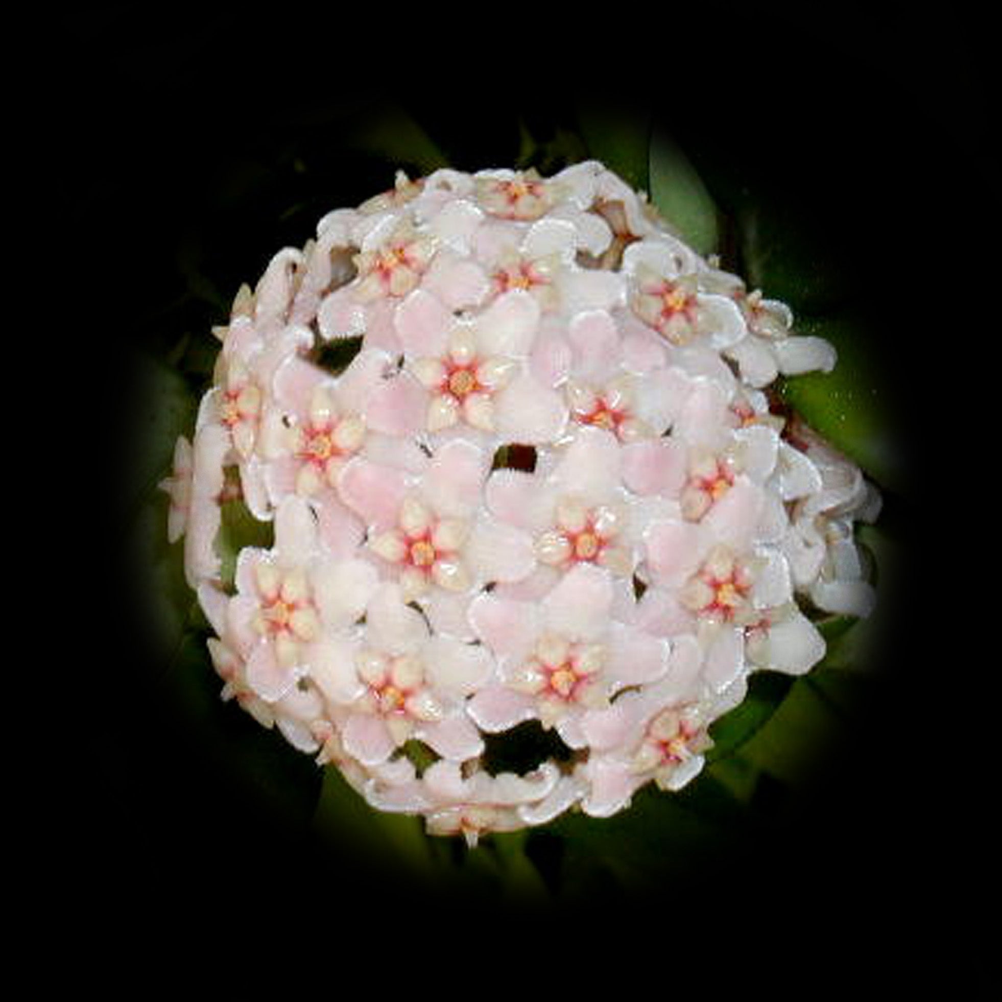 Hoya carnosa Krinkle H004 with rounded white and pink flower cluster