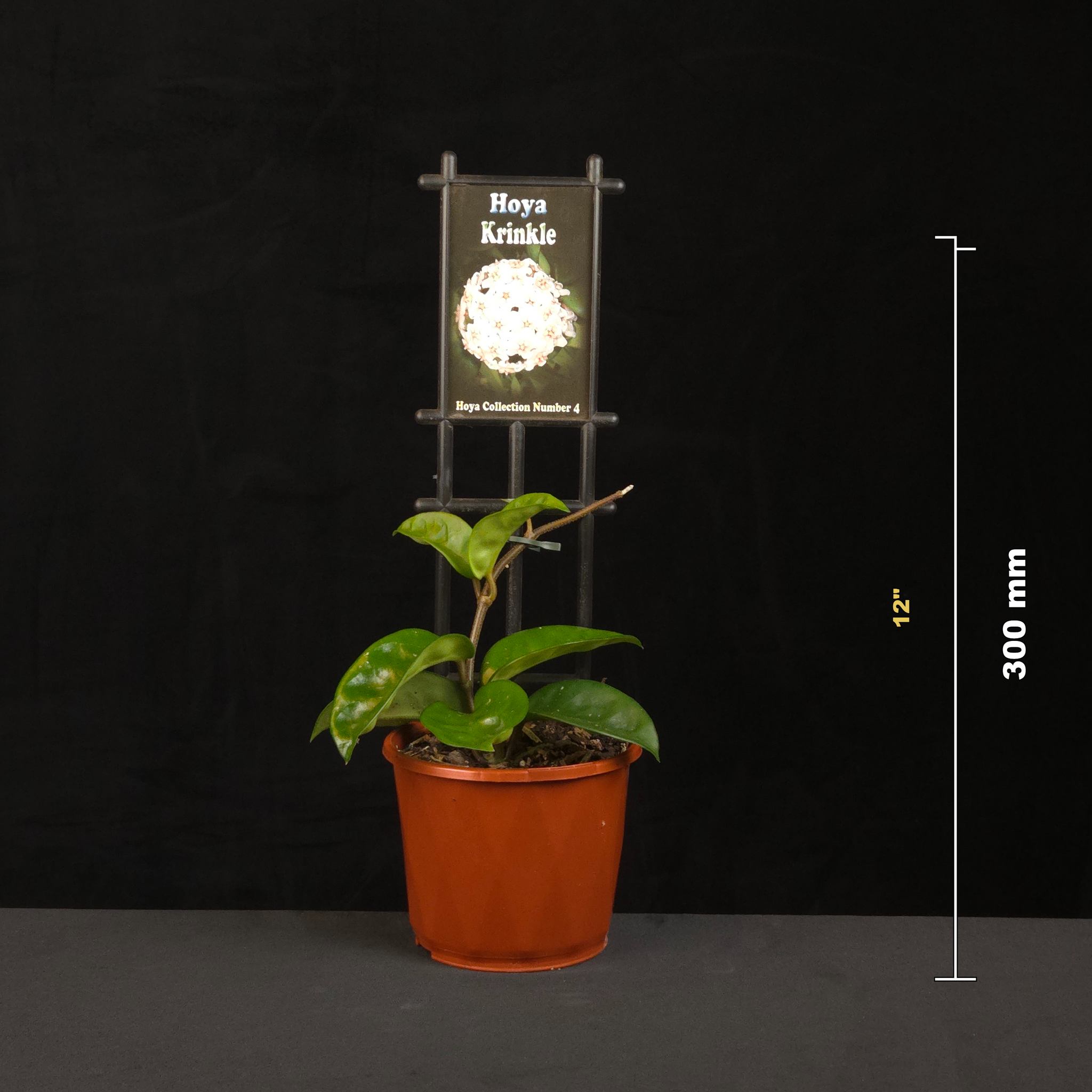 hoya-carnosa-krinkle-h004-size-guide