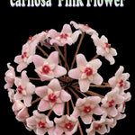 Pink flower cluster of Hoya carnosa ‘Pink Flower’ H141.