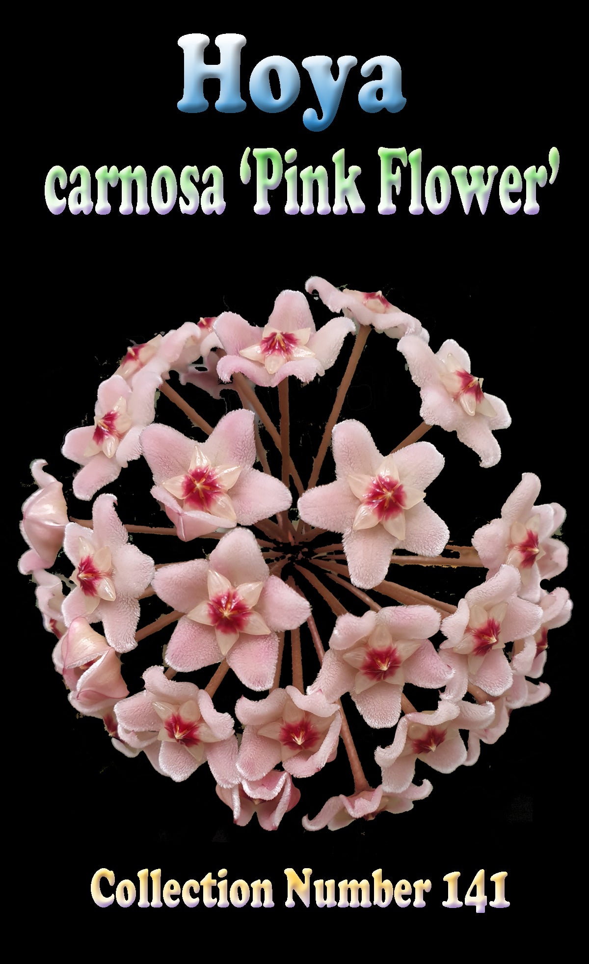 Pink flower cluster of Hoya carnosa ‘Pink Flower’ H141.