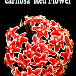 Hoya carnosa Red Flower H140 showing red flower cluster