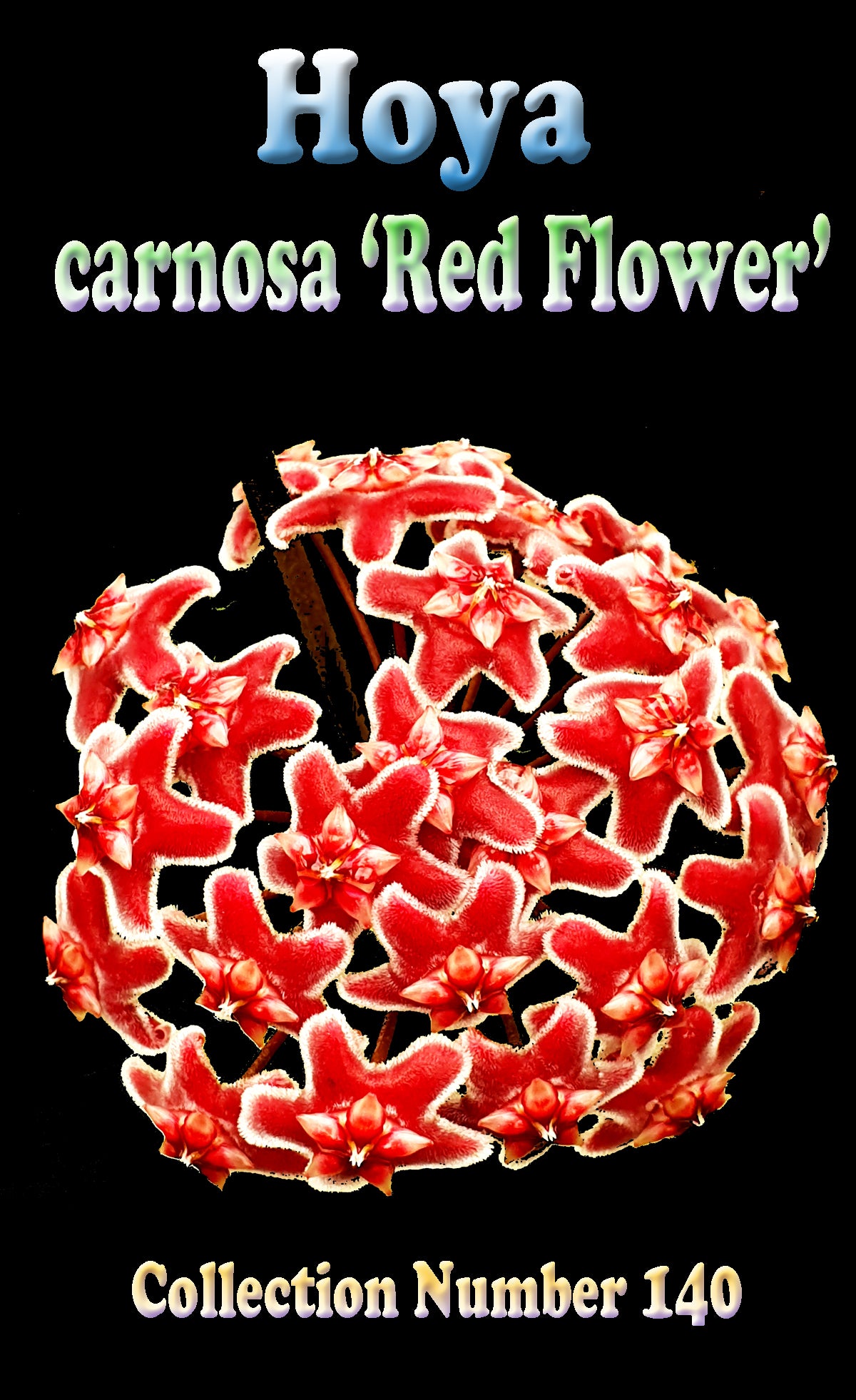 Hoya carnosa Red Flower H140 showing red flower cluster